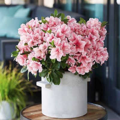 Рододендрон Санберст - Dolina-Sad.Ru