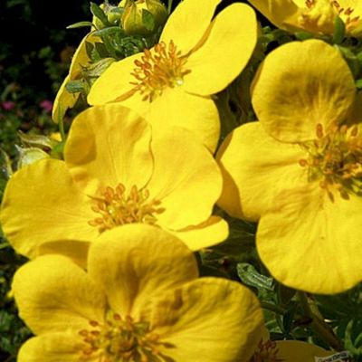 Лапчатка кустарниковая Хакманс Гигант, С1,5 - Dolina-Sad.Ru