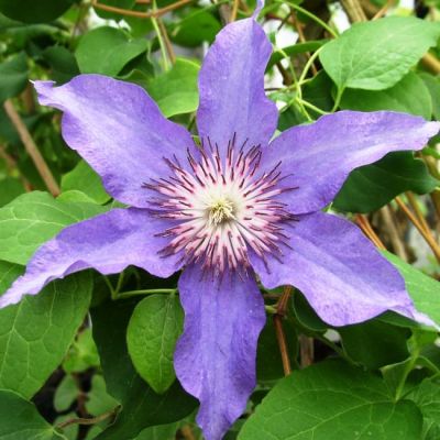 Клематис Дети Варшавы Клематис Дети Варшавы фото