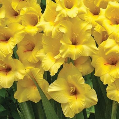 Гладиолус Бананарама - Dolina-Sad.Ru