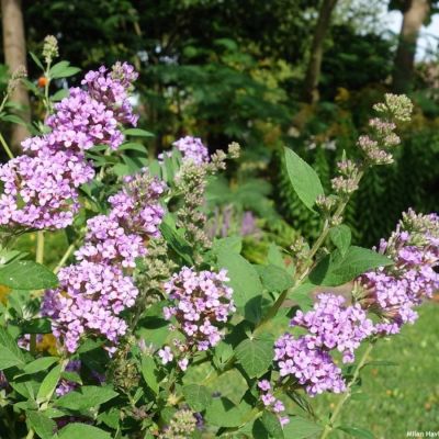 Буддлея Хай Файв Пепл - Dolina-Sad.Ru