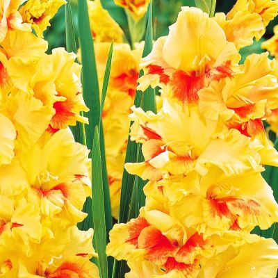 Гладиолус Честер Гладиолус Честер фото