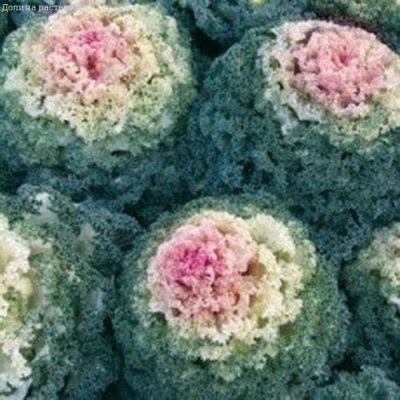 Капуста декоративная Северная Роза Капуста декоративная Северная Роза фото