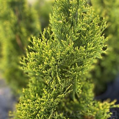 Туя западная Брайт Смарагд, С2 Туя западная Брайт Смарагд, С2 - Dolina-Sad.Ru