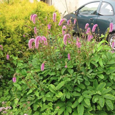 Кровохлебка тупая - Dolina-Sad.Ru