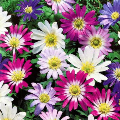 Анемона Бланда Микс фото