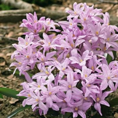 Хионодокса Розеа Хионодокса Розеа - Dolina-Sad.Ru