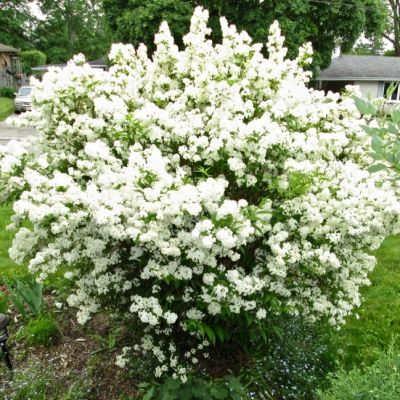 Дейция шершавая Кандиссима фото