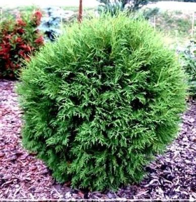 Туя западная Литл Чемпион, С2 - Dolina-Sad.Ru