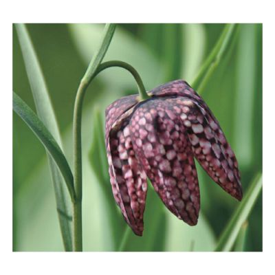 Рябчик Шахматный Рябчик Шахматный фото