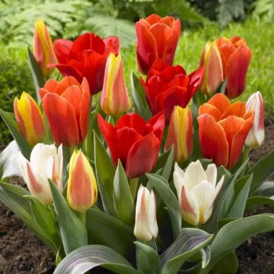 Тюльпаны Микс Грейга Тюльпаны Микс Грейга фото