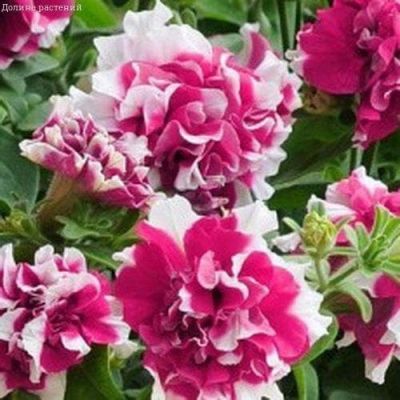 Петуния махр. многоцветков. Дуо Роуз энд Вайт Петуния махр. многоцветков. Дуо Роуз энд Вайт фото