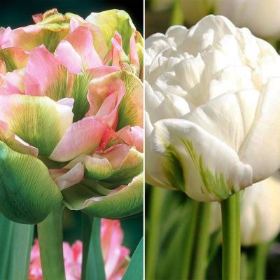 Набор 9196 Набор 9196 фото