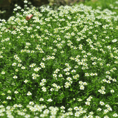 Мшанка шиловидная Суприм , x Мшанка шиловидная Суприм , x фото