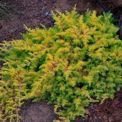 Можжевельник прибрежный Олл Голд Можжевельник прибрежный Олл Голд - Dolina-Sad.Ru