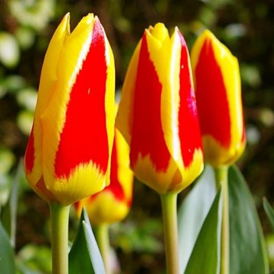 Тюльпан Стреса Тюльпан Стреса фото
