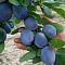 Слива Блюфри Слива Блюфри - Dolina-Sad.Ru