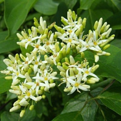 Дерен душистый Блю Клауд, С2 - Dolina-Sad.Ru