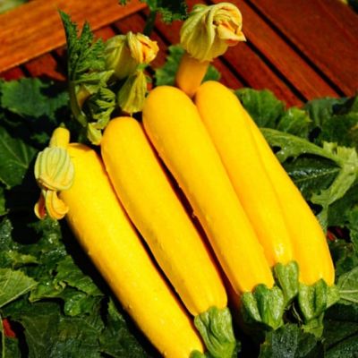 Кабачок Санлайт F1 (Clause/Франция) Кабачок Санлайт F1 (Clause/Франция) фото