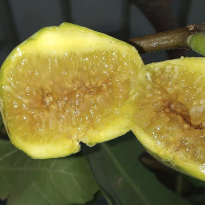 Инжир Медовый Инжир Медовый фото