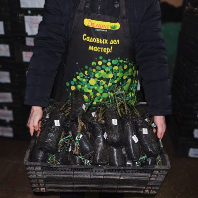 Роза Пинк Пис Роза Пинк Пис фото