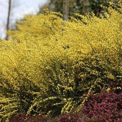 Ракитник Голден Санлайт - Dolina-Sad.Ru