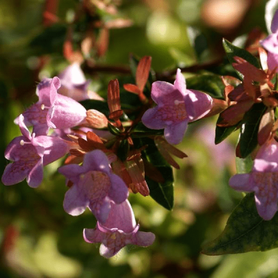 Абелия Эдвард Гучер Абелия Эдвард Гучер фото