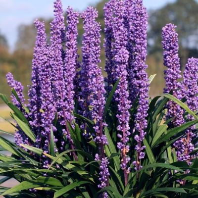 Лириопе мускари Пурпл Пассион Лириопе мускари Пурпл Пассион - Dolina-Sad.Ru