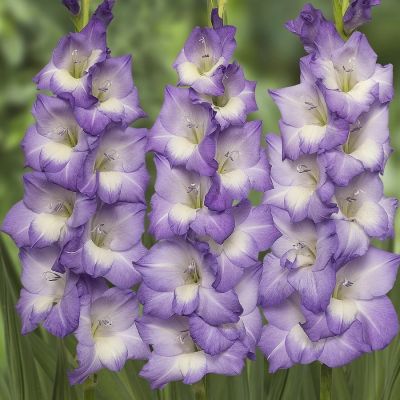 Гладиолус Нори - Dolina-Sad.Ru