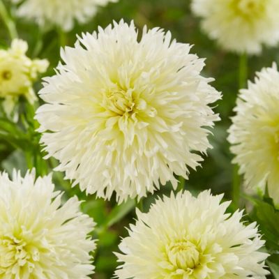 Георгина Айс Кристал Георгина Айс Кристал - Dolina-Sad.Ru