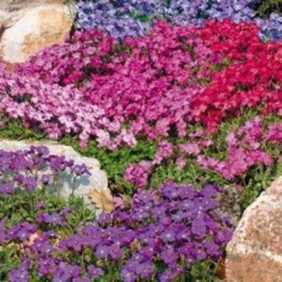 Обриета Каскад, смесь фото