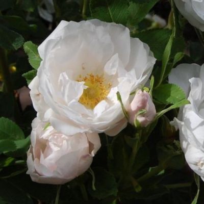 Роза Лак Маджеу Роза Лак Маджеу - Dolina-Sad.Ru