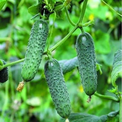 Огурец Королевский Огурец Королевский фото