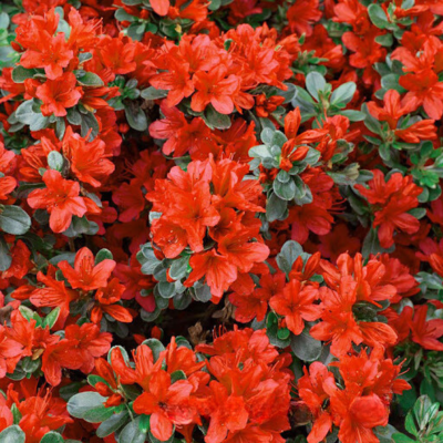 Рододендрон японский Эдди Вери Рододендрон японский Эдди Вери - Dolina-Sad.Ru