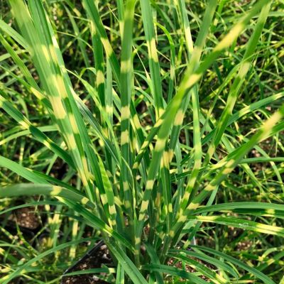 Мискантус китайский Голд Бар - Dolina-Sad.Ru