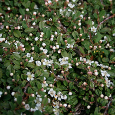 Кизильник лежачий Куин оф Карпет Кизильник лежачий Куин оф Карпет фото