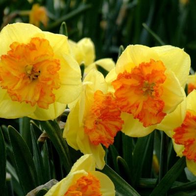 Нарцисс Берлин Нарцисс Берлин - Dolina-Sad.Ru