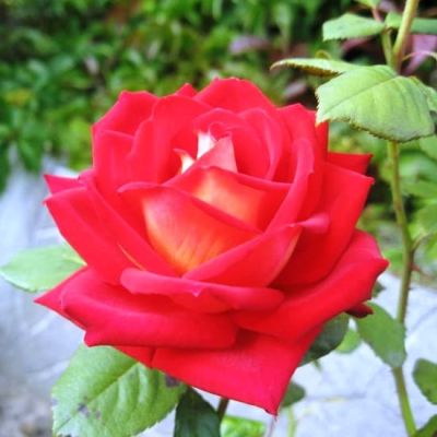 Роза Кроненбург Роза Кроненбург фото