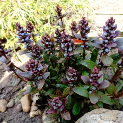 Живучка ползучая Чоколэт Чип Живучка ползучая Чоколэт Чип фото