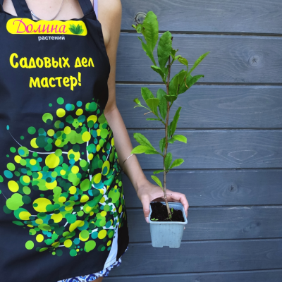 Магнолия звездчатая Магнолия звездчатая - Dolina-Sad.Ru