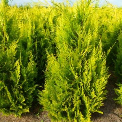 Кипарисовик Лавсона Ивонне фото