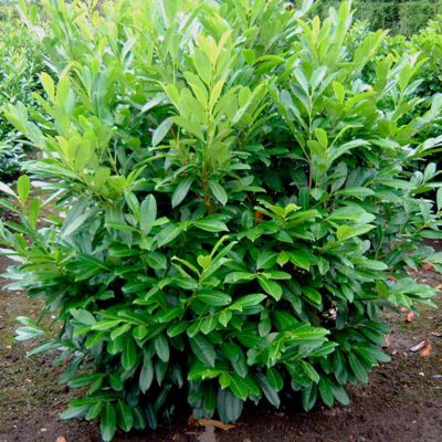 Лавровишня Кавказская Лавровишня Кавказская - Dolina-Sad.Ru