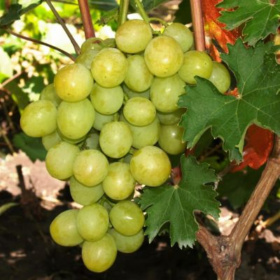 Виноград Жостен Виноград Жостен фото