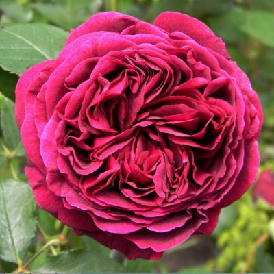 Роза Фальстаф Роза Фальстаф - Dolina-Sad.Ru