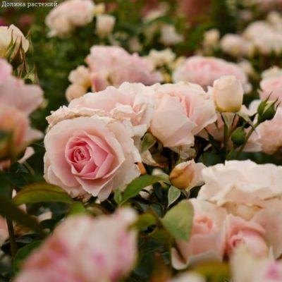 Роза Роял Бьюти в горшке - Dolina-Sad.Ru