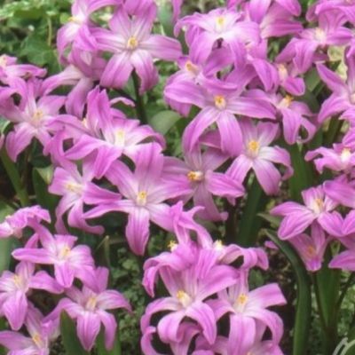 Хионодокса Розеа Хионодокса Розеа - Dolina-Sad.Ru