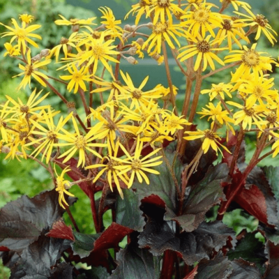 Бузульник зубчатый Бузульник зубчатый фото