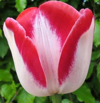 Тюльпан Дримшип Тюльпан Дримшип фото