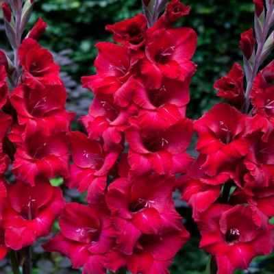 Гладиолус Ферст Блад Гладиолус Ферст Блад - Dolina-Sad.Ru