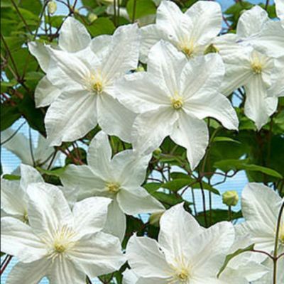 Клематис Сноу Сторм Клематис Сноу Сторм - Dolina-Sad.Ru